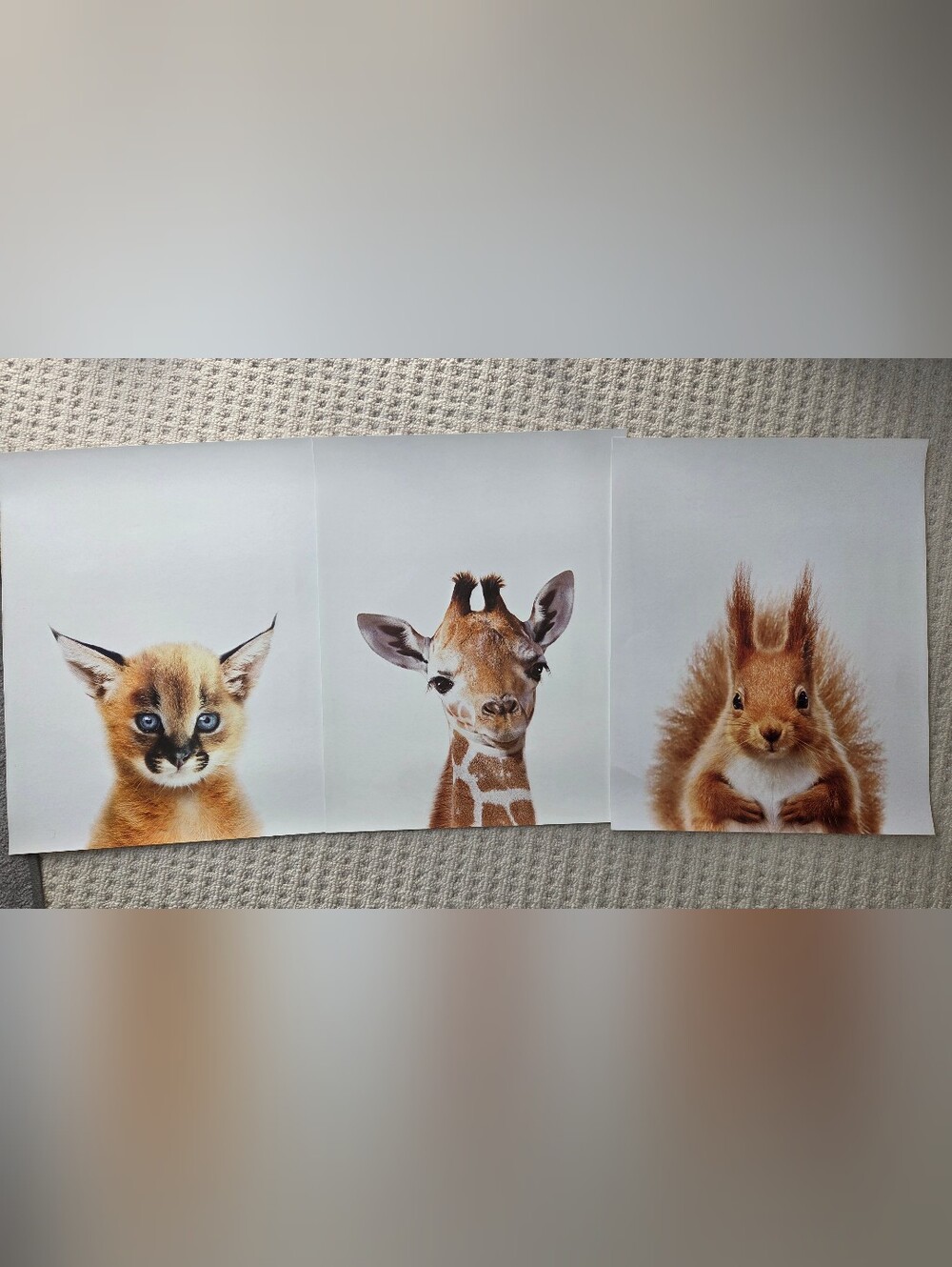 Trio of Woodland Animal Prints - Brown and Cream Nursery Wall Art